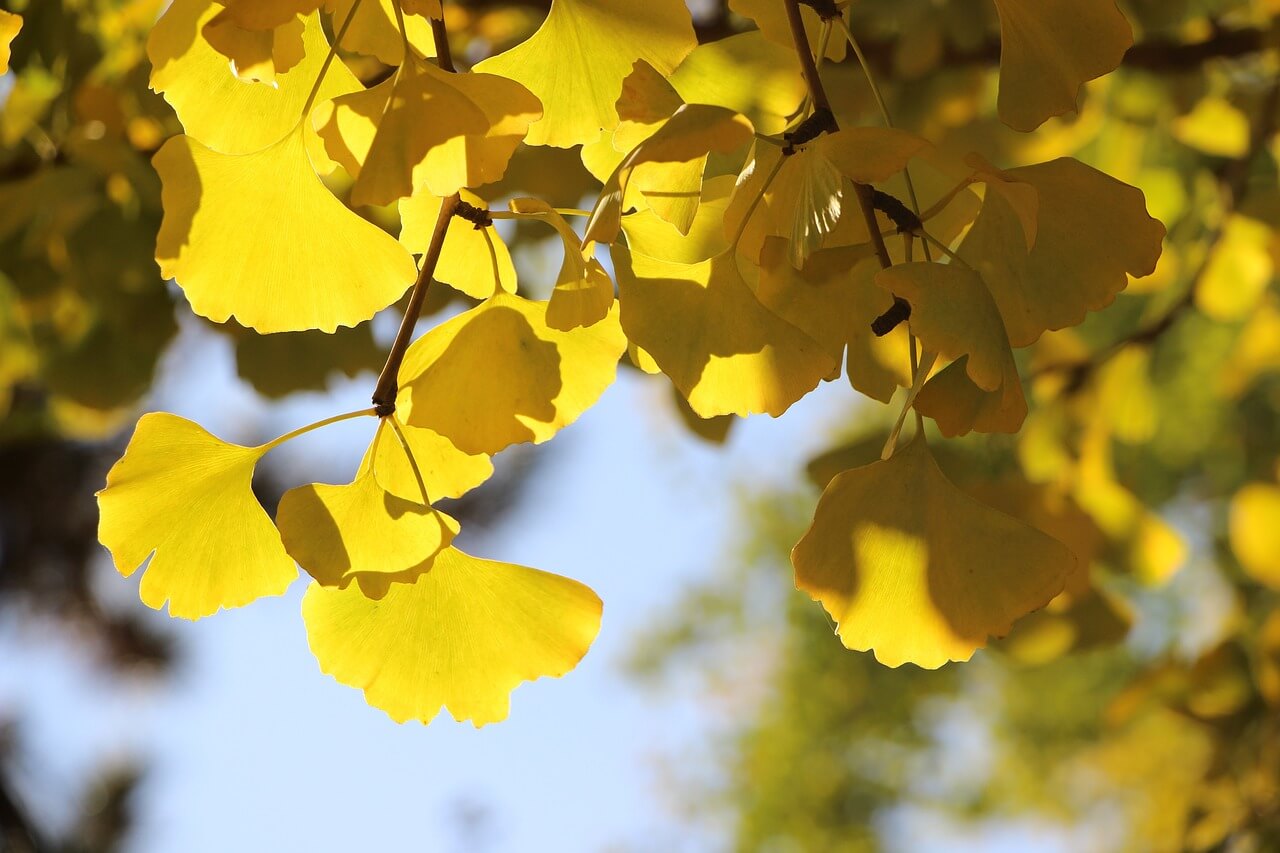 에버랜드 은행 나무 숲 예약 방법, 주차 셔틀 정보