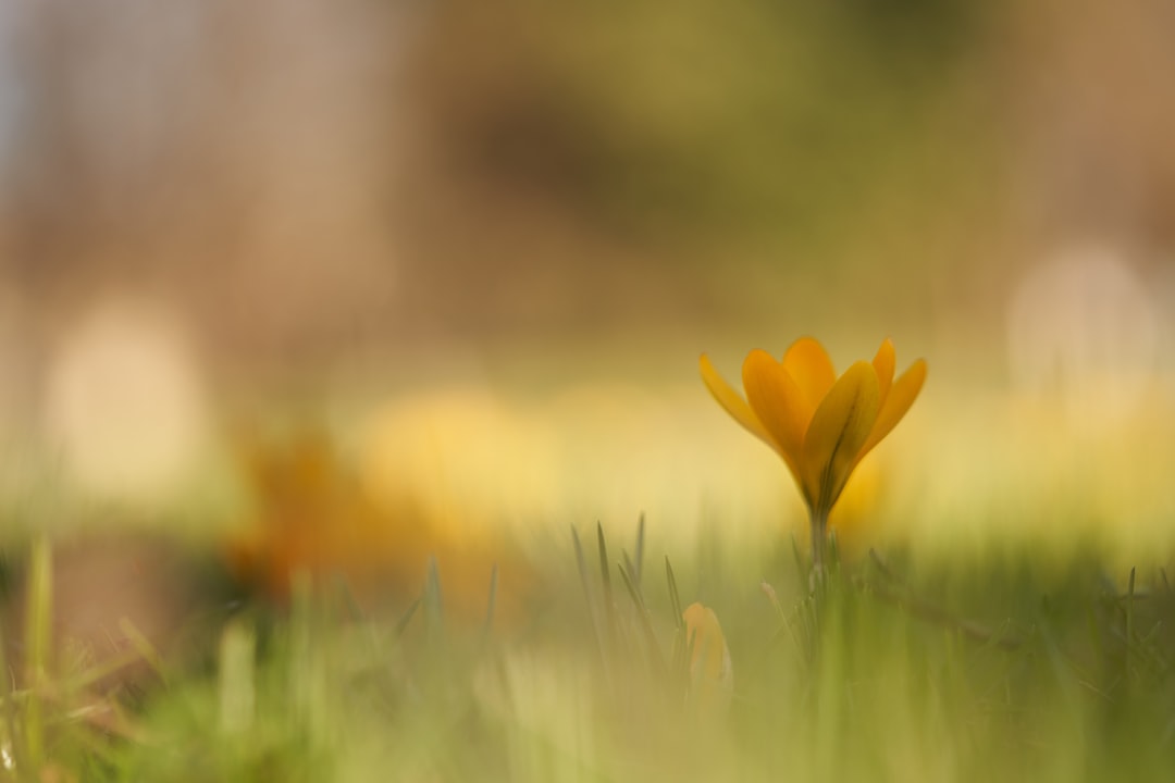 Spring flowers