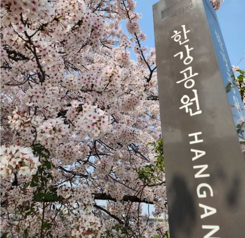 2023.봄꽃놀이.여의도.벚꽃축제.윤중로가는길.일정.총정리