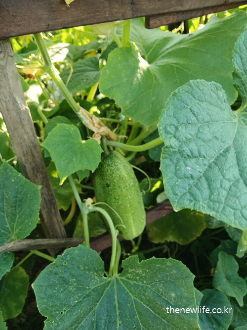 나무 구조물 아래에서 자라고 있는 통통하고 수분 가득한 오이와 넓은 잎의 모습-오이 효능&nbsp;- 수분 공급 및 이뇨 작용을 설명하기 위한 실물 이미지