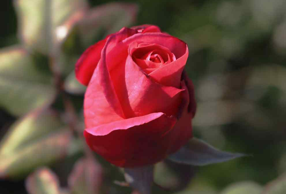 부천 백만 송이 장미축제