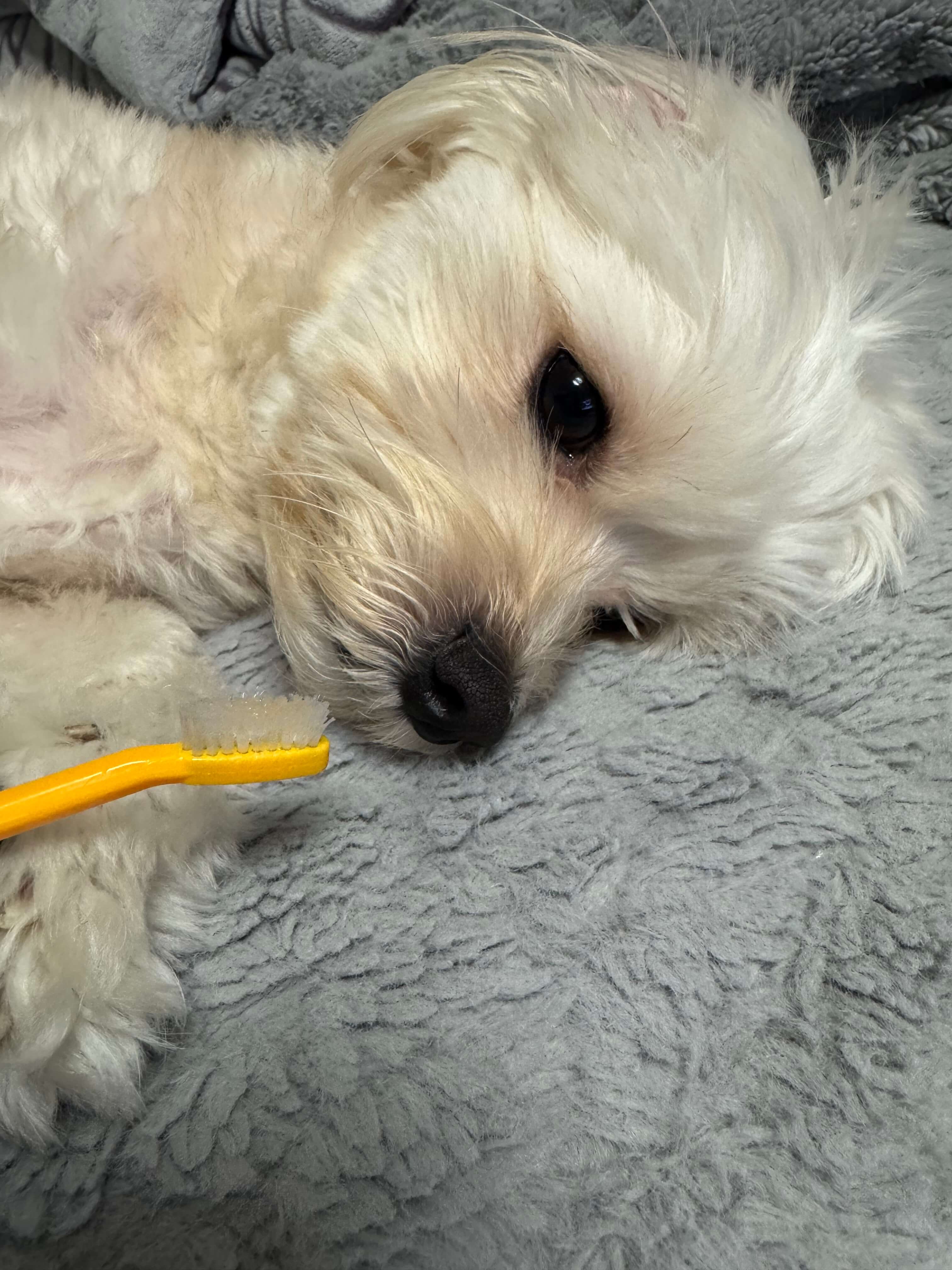 양치하는 반려견 사진