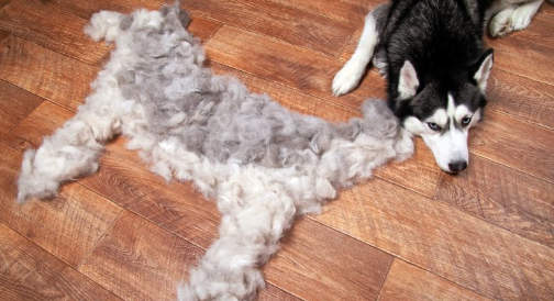 털빠짐 관련 사진