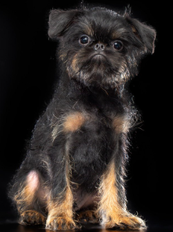 검은색 벨지안그리펀.