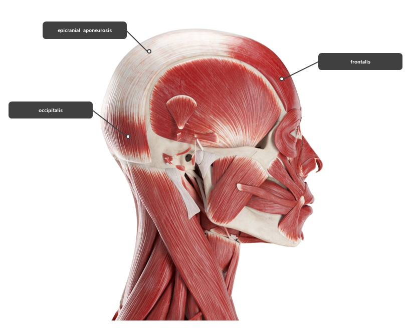 머리 주변 근육