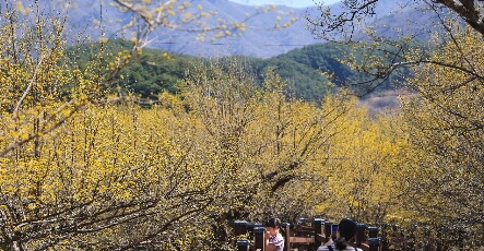 2025 구례 산수유꽃축제 