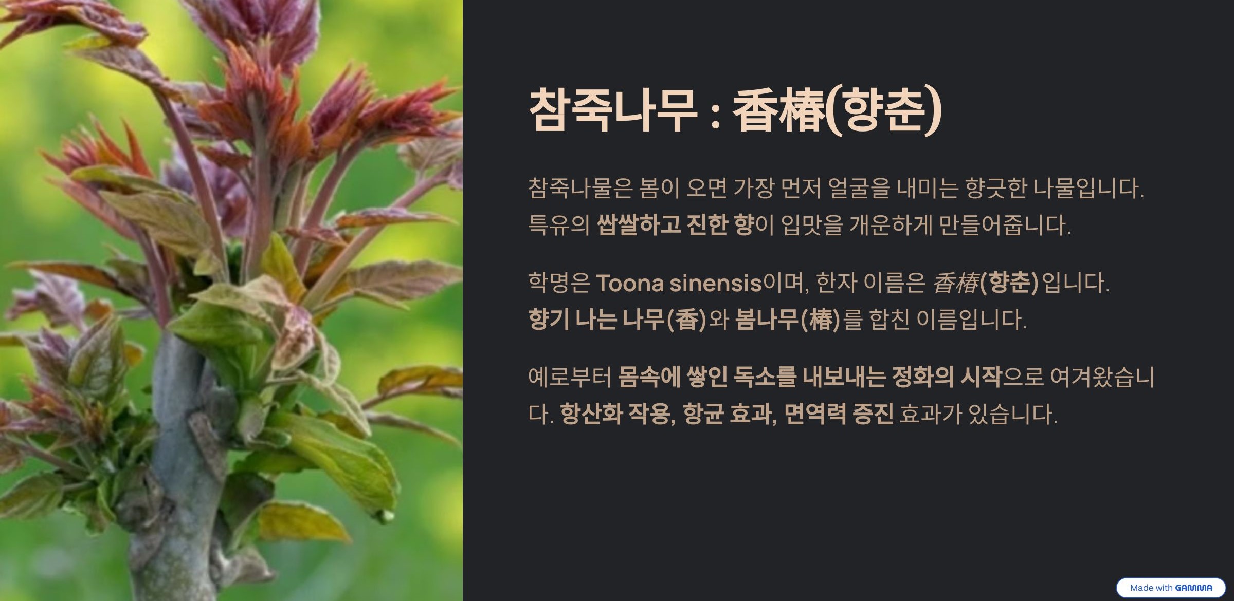 참죽나무