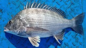 압해도 장감리 감성돔 포인트 소개와 혼자하는 낚시의 즐거움 완벽 낚시 가이드_17