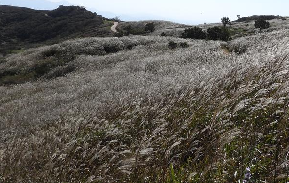 황매산 갈대 평야