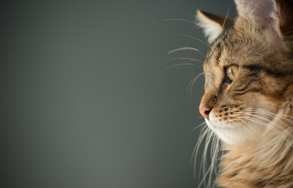 메인 쿤의 옆모습 사진.