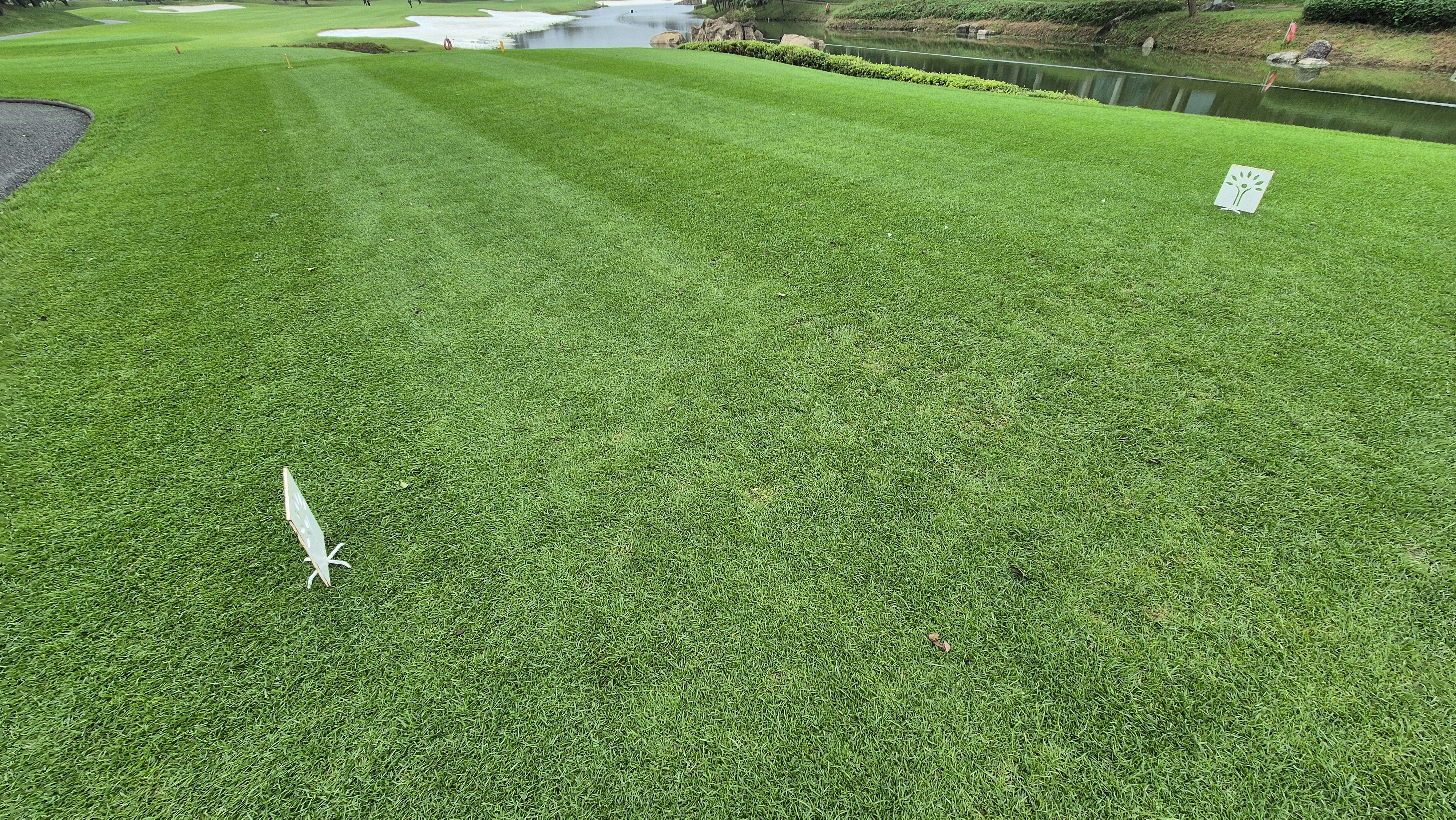 파인스톤cc 티잉구역 상태