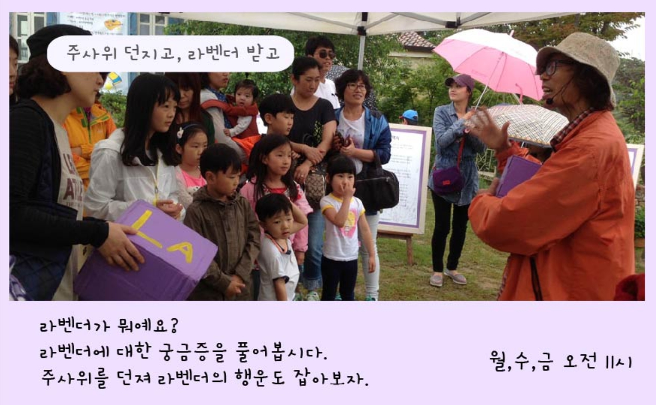 하늬팜 라벤더축제 개화상황