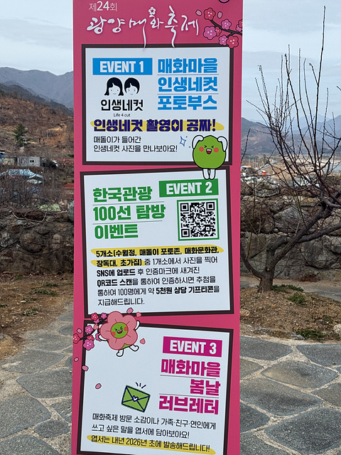 광양 매화축제 개화상황 실시간