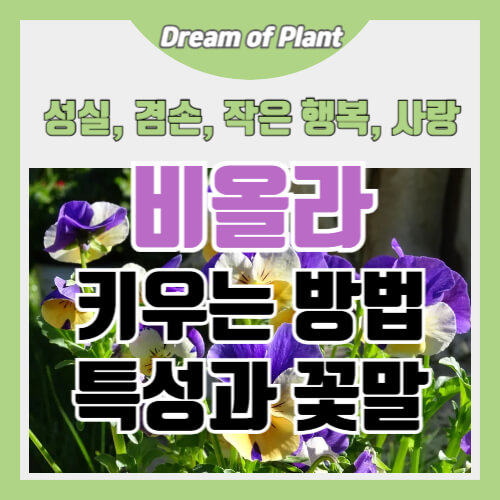 비올라 키우는 방법 썸네일 이미지