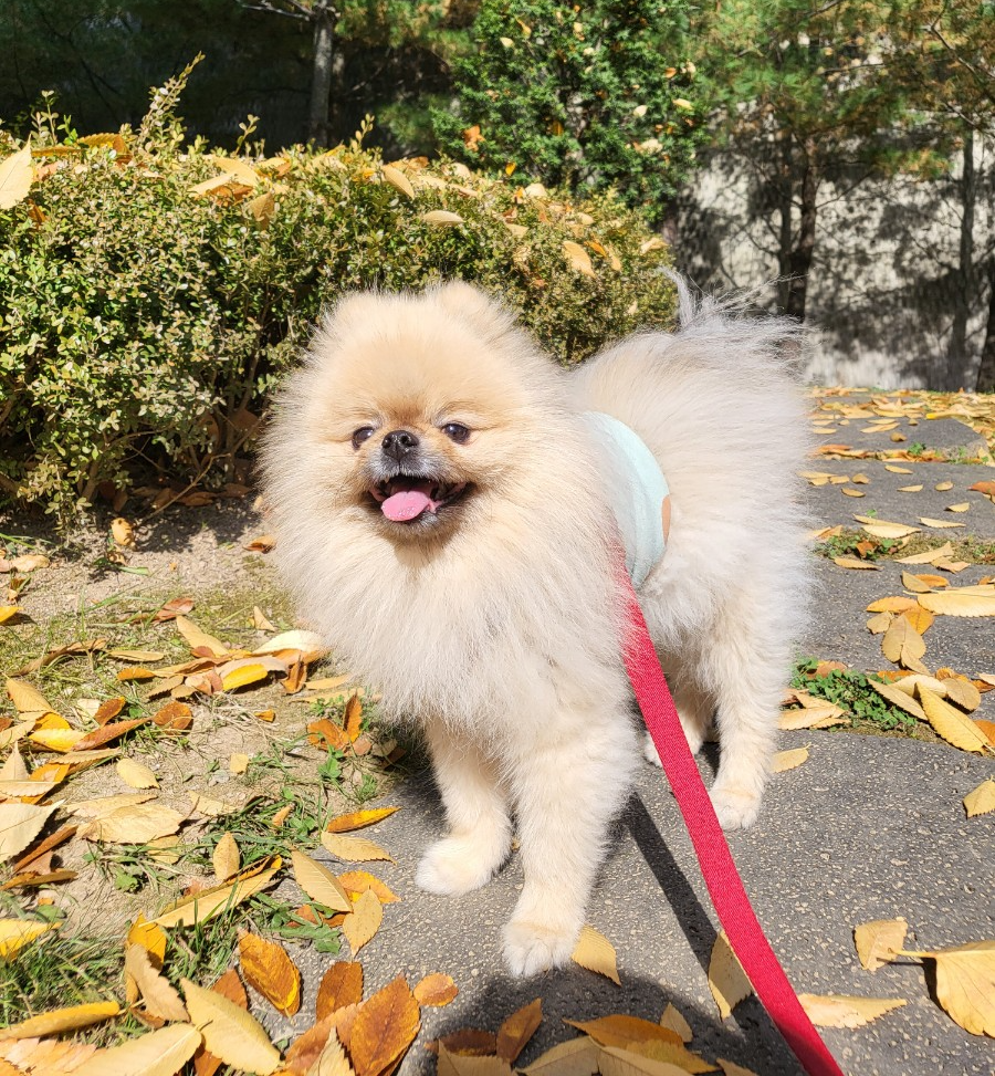 강아지가 산책하며 행복한 표정을 짓고 있다.