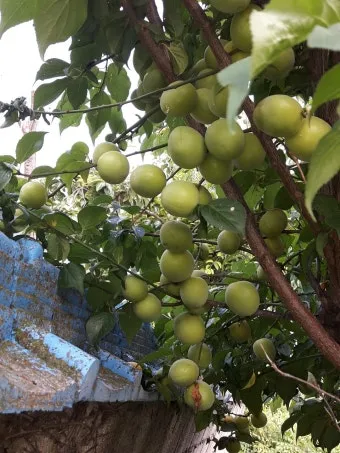 매실 수확 시기 매실장아찌 매실청 매실주 담그는 법_9