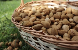 아몬드 보관방법