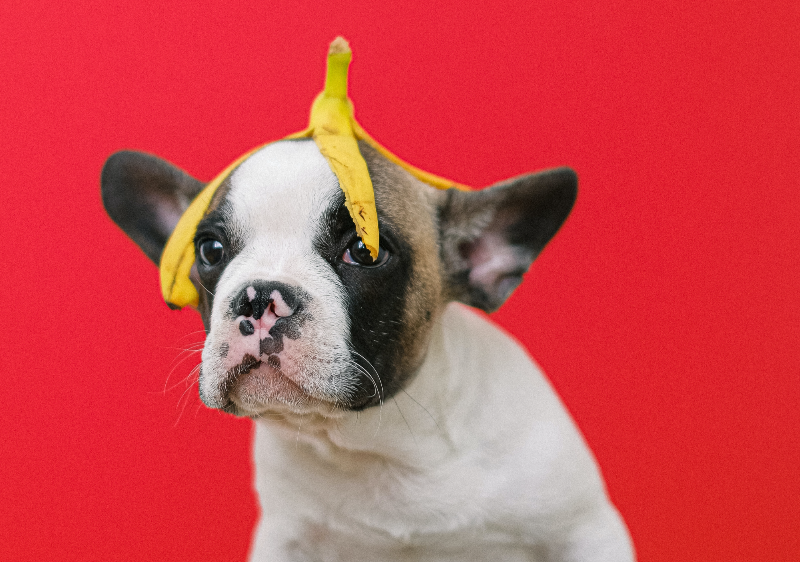 강아지가 먹어도 되는 과일