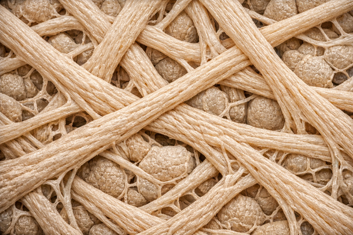 버섯 균사체 소재의 정밀한 세포 결합 구조와 내구성을 보여주는 현미경 사진