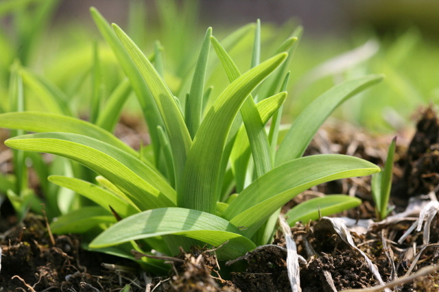 심신 건강에 이로운 원추리