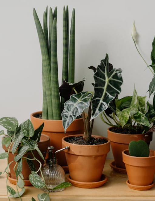 식물 잎 닦는 올바른 방법