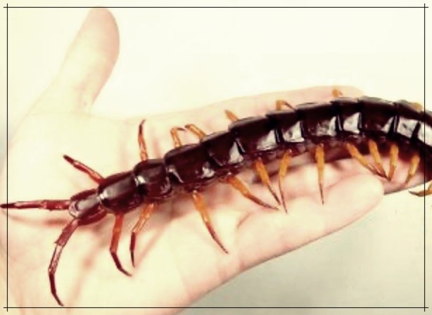 지네 물렸을 때 증상과 처치법, 민간요법 알아보기