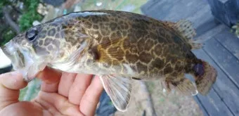 5월 쏘가리 금어기 시작 전국 금지 기간 완벽 정리와 낚시 규정_2