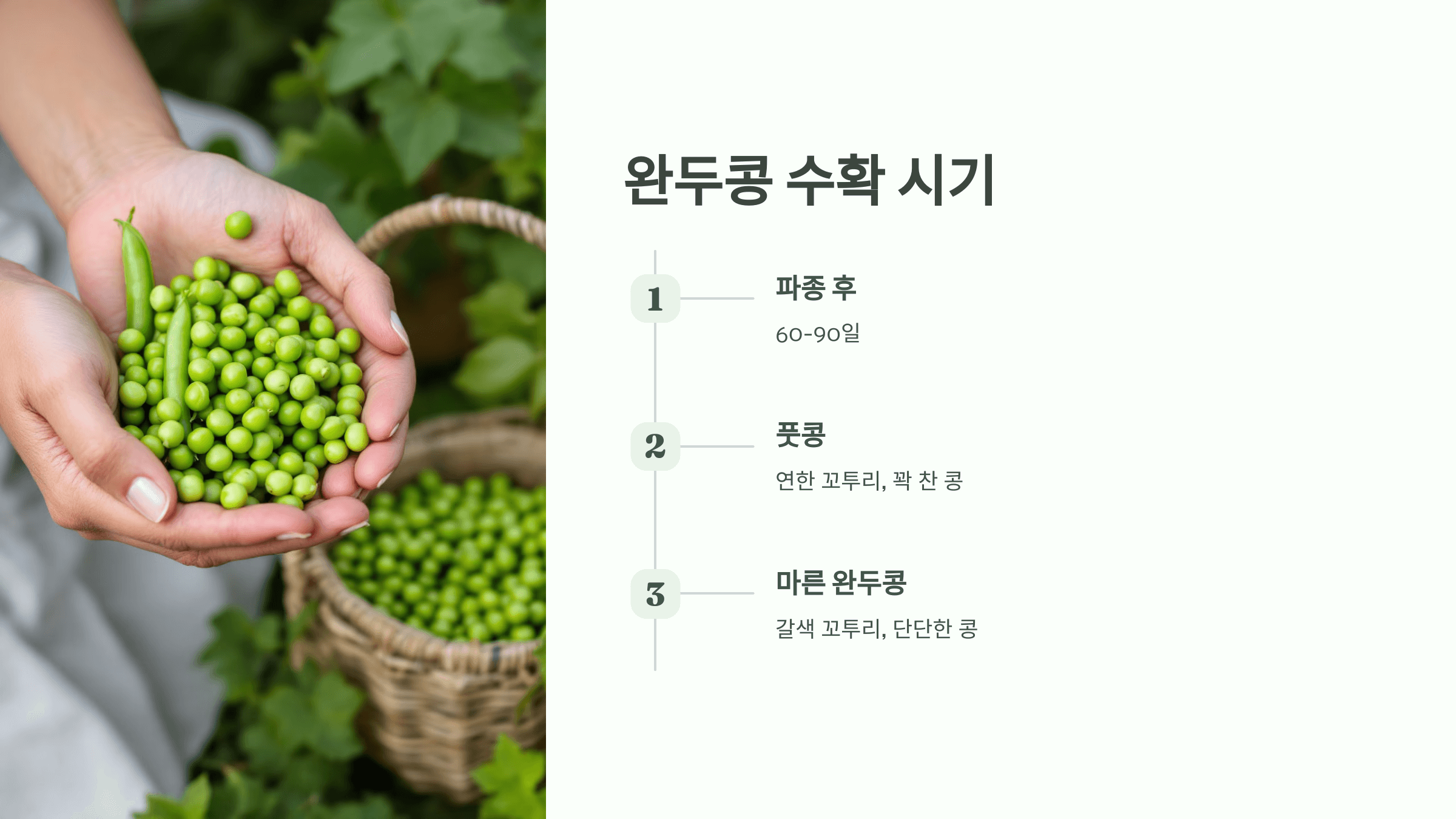 완두콩 사진입니다.