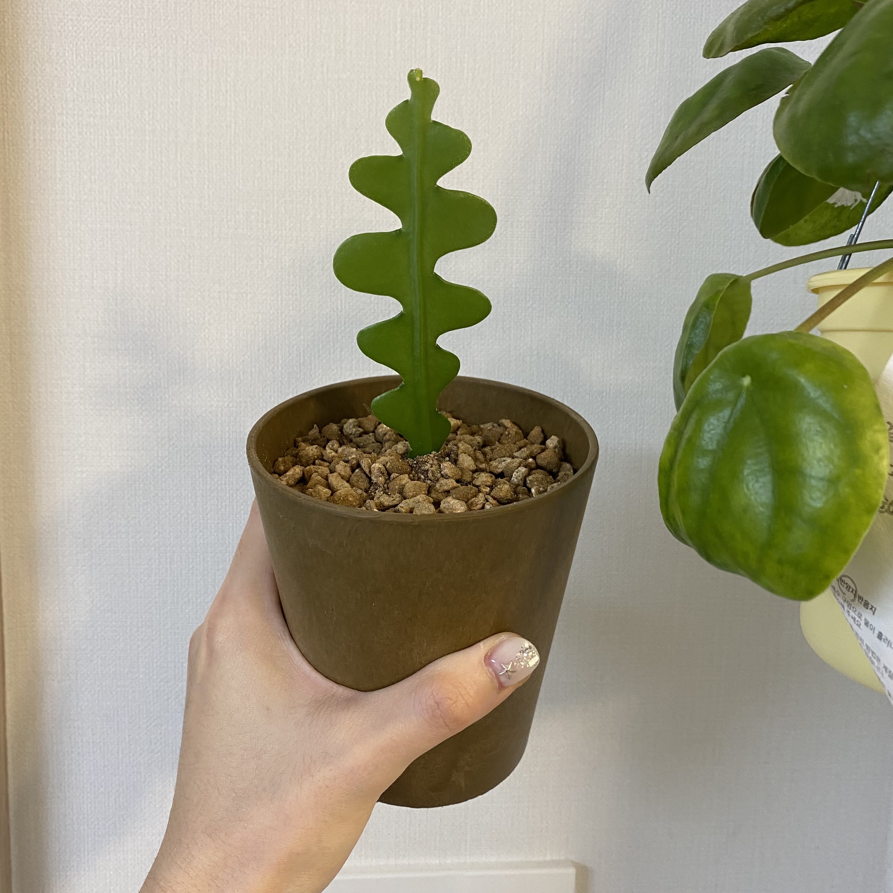 분갈이한 피쉬본2