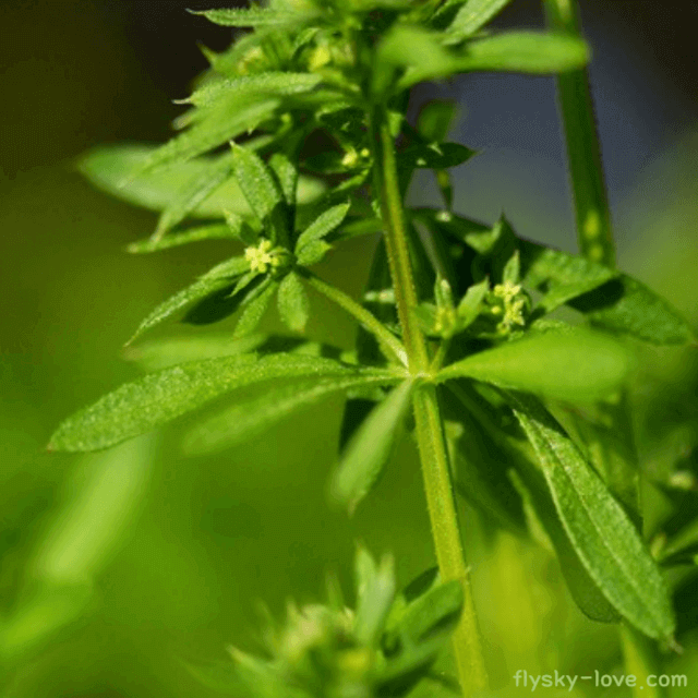 갈퀴덩굴(팔선초)