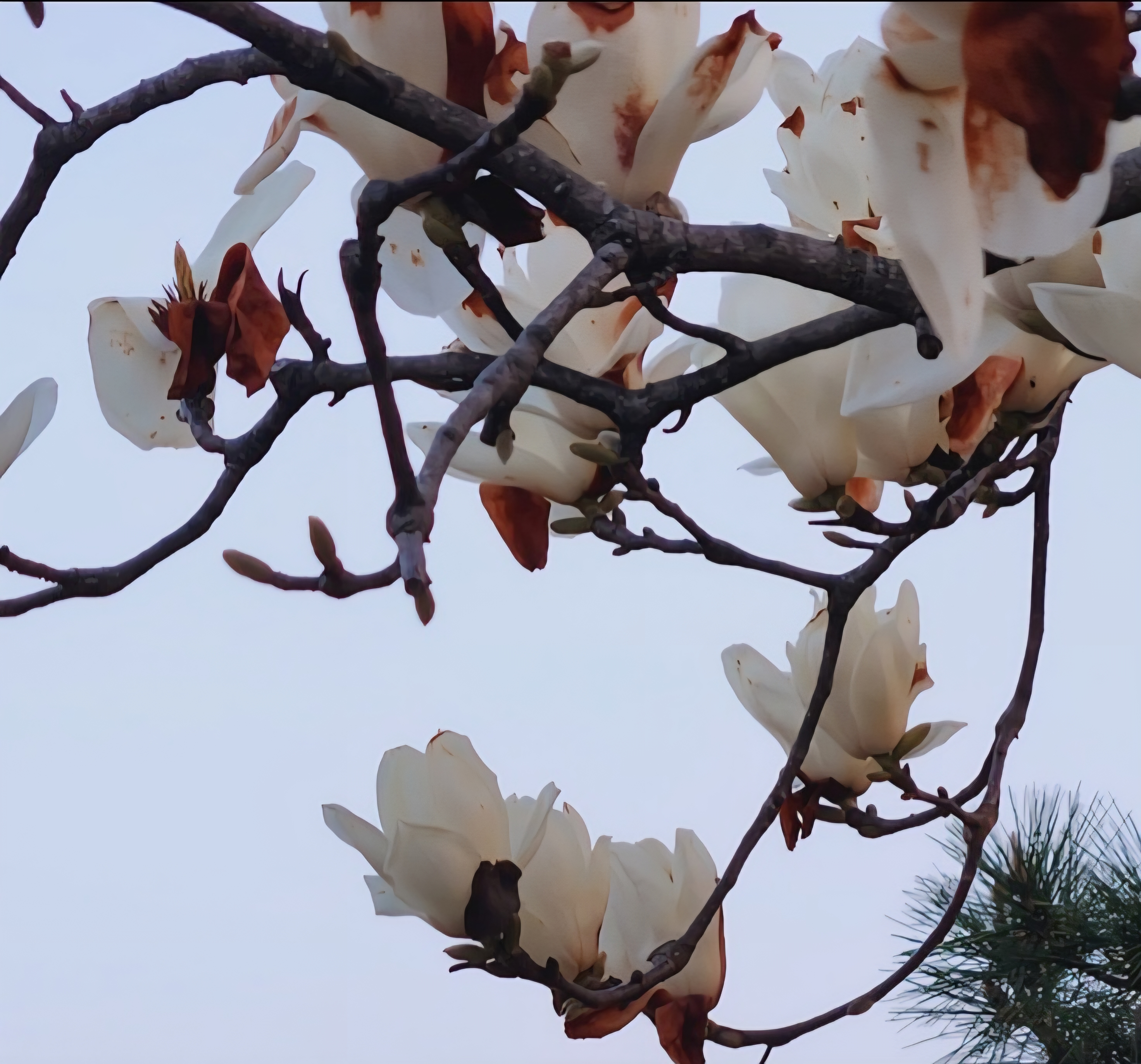 봄 하늘 아래 피어난 목련꽃