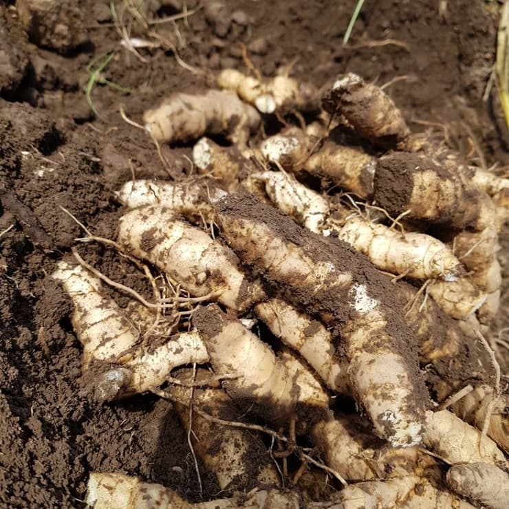 둥굴레종근재배방법파종법
