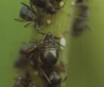 밤나무왕진딧물