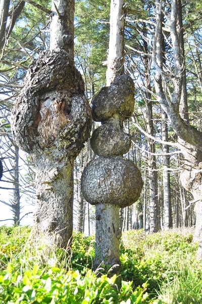 미국 워싱턴주 올림픽국립공원의 Burl