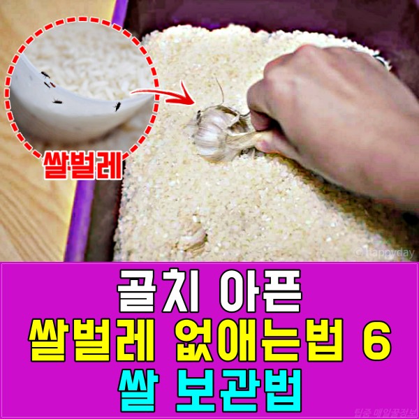 쌀벌레 없애는법, 쌀벌레 애벌레, 바구미, 쌀 보관방법 보관법, 쌀벌레 생긴 쌀, 팁줌 매일꿀정보