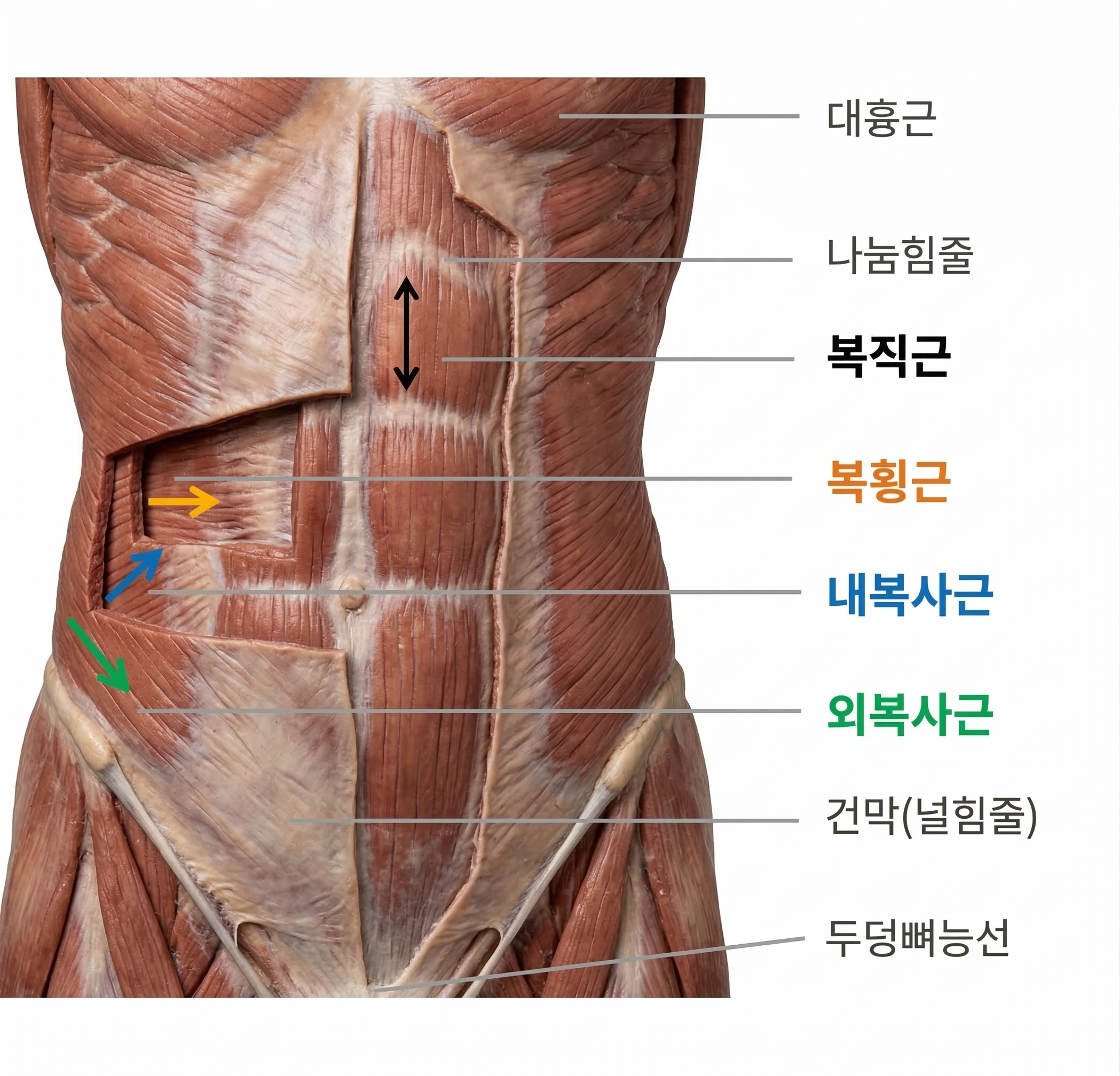 복근 해부학 구조