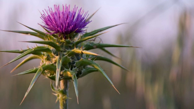 밀크시슬 자주 묻는 질문 FAQ