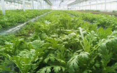 쑥갓 제철 언제일까 봄 가을 쑥갓 차이와 특징 알아보기