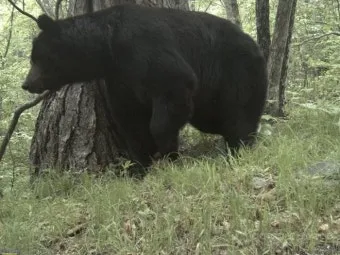우수리 불곰 특징 성격 서식지_11