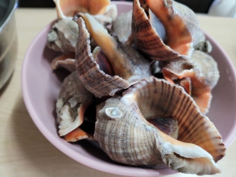 11월 제철 해산물 소라