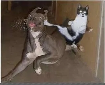 개 고양이 트라조돈 약물 사용 가이드와 주의사항 정리_18