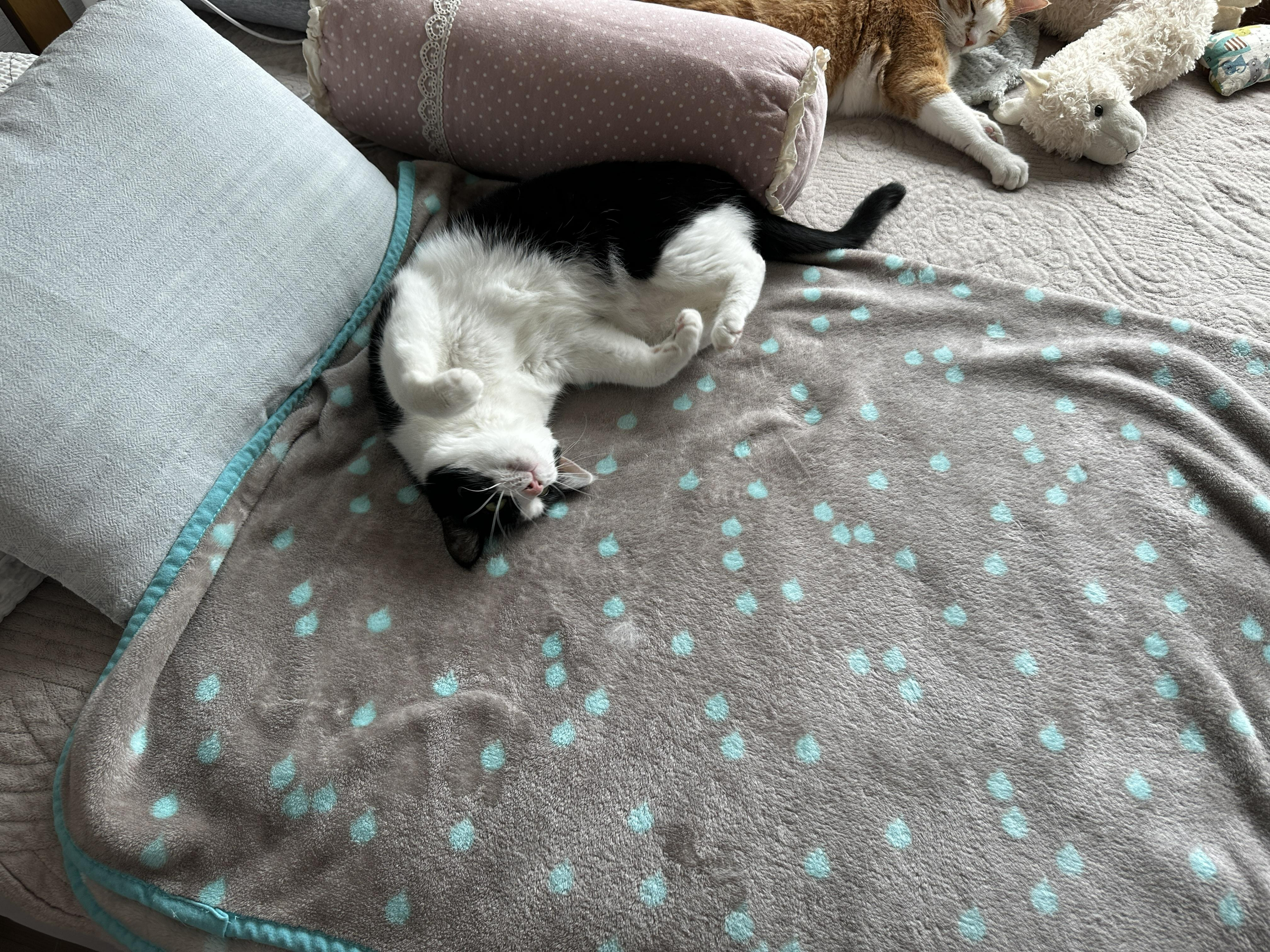 다시_발라당_ㅋㅋㅋ