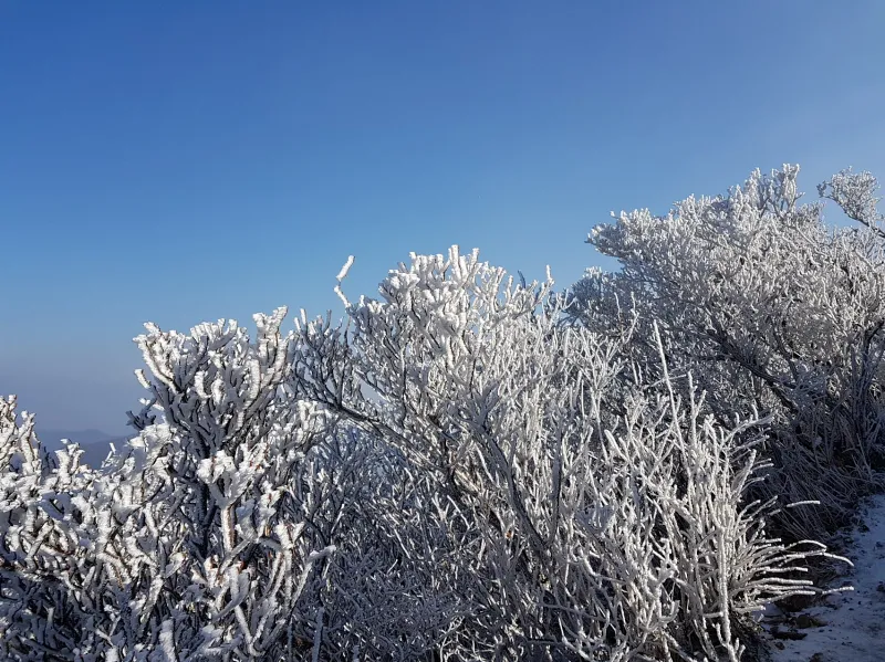 울산 가지산 서리꽃 상고대