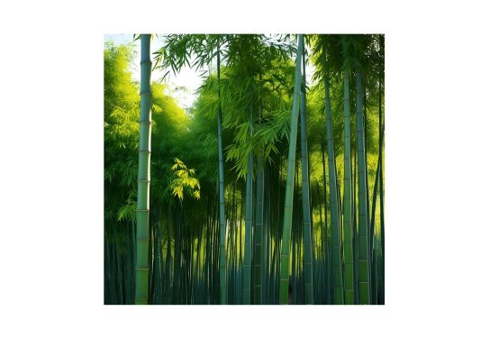 대나무 관련 사진