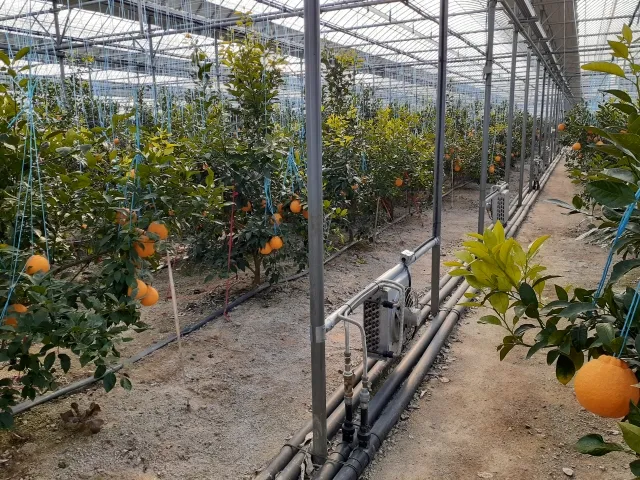 한라봉 재배 비가림 재배 가지 전정 당도 높이기_2