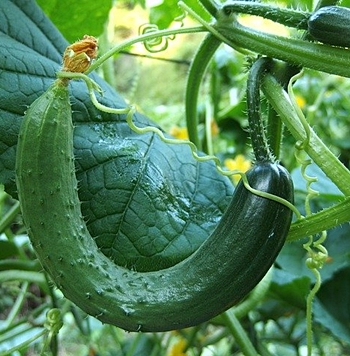 오이 넝쿨손