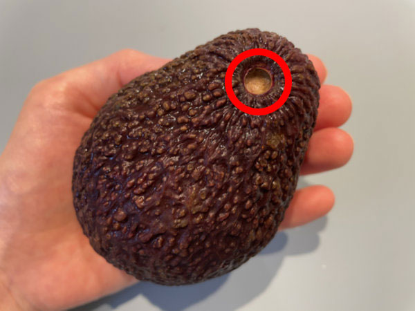 꼭지 떼서 아보카도 후숙 상태 예상