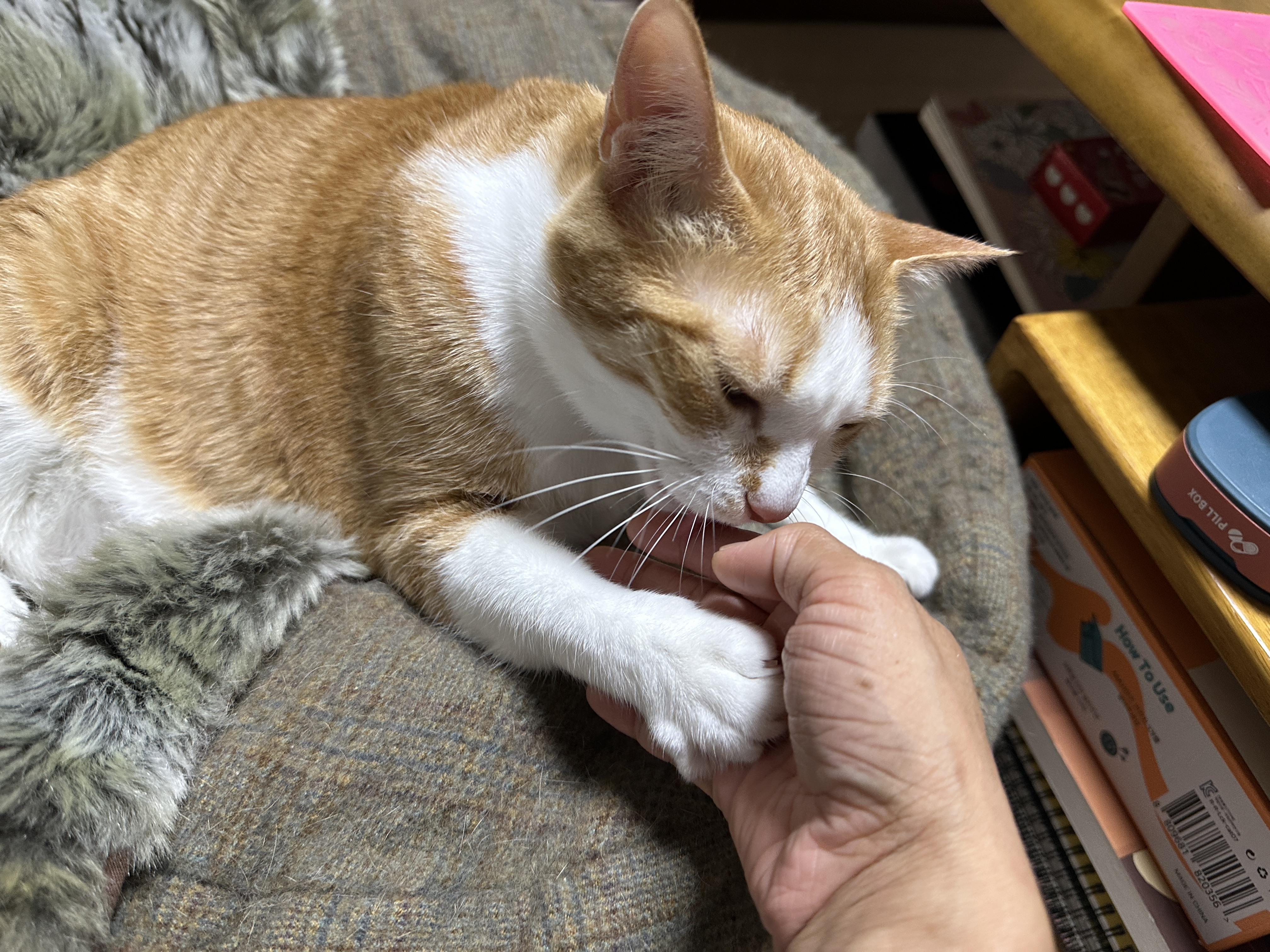 호야 배를 만졌더니 돌아온 것은...(feat. 그루밍 중독 치즈냥이 호야)