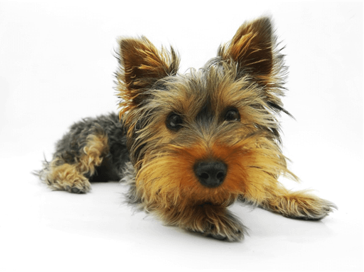 애완용 강아지 종류 및 특징 정리 - 소형 강아지 종류