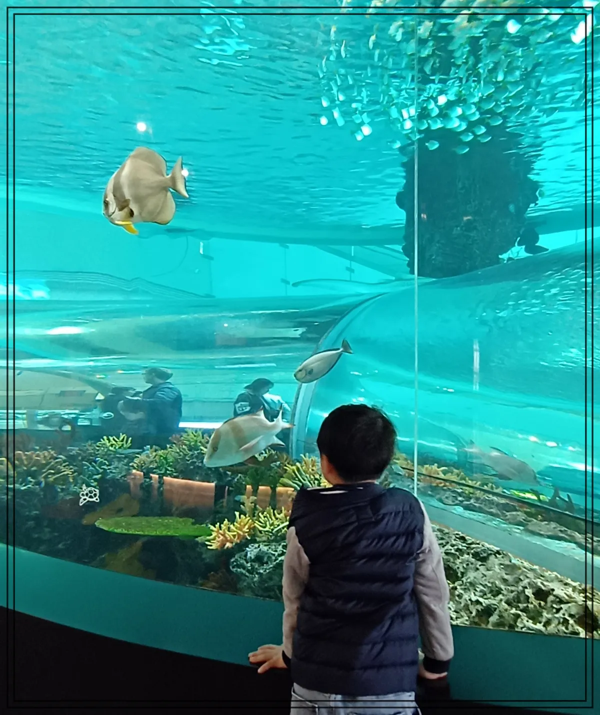 국립해양박물관-수족관-구경하는-아이